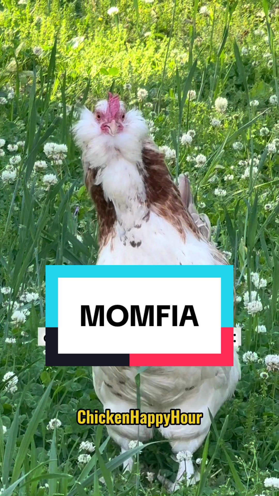 @Chicken Happy Hour