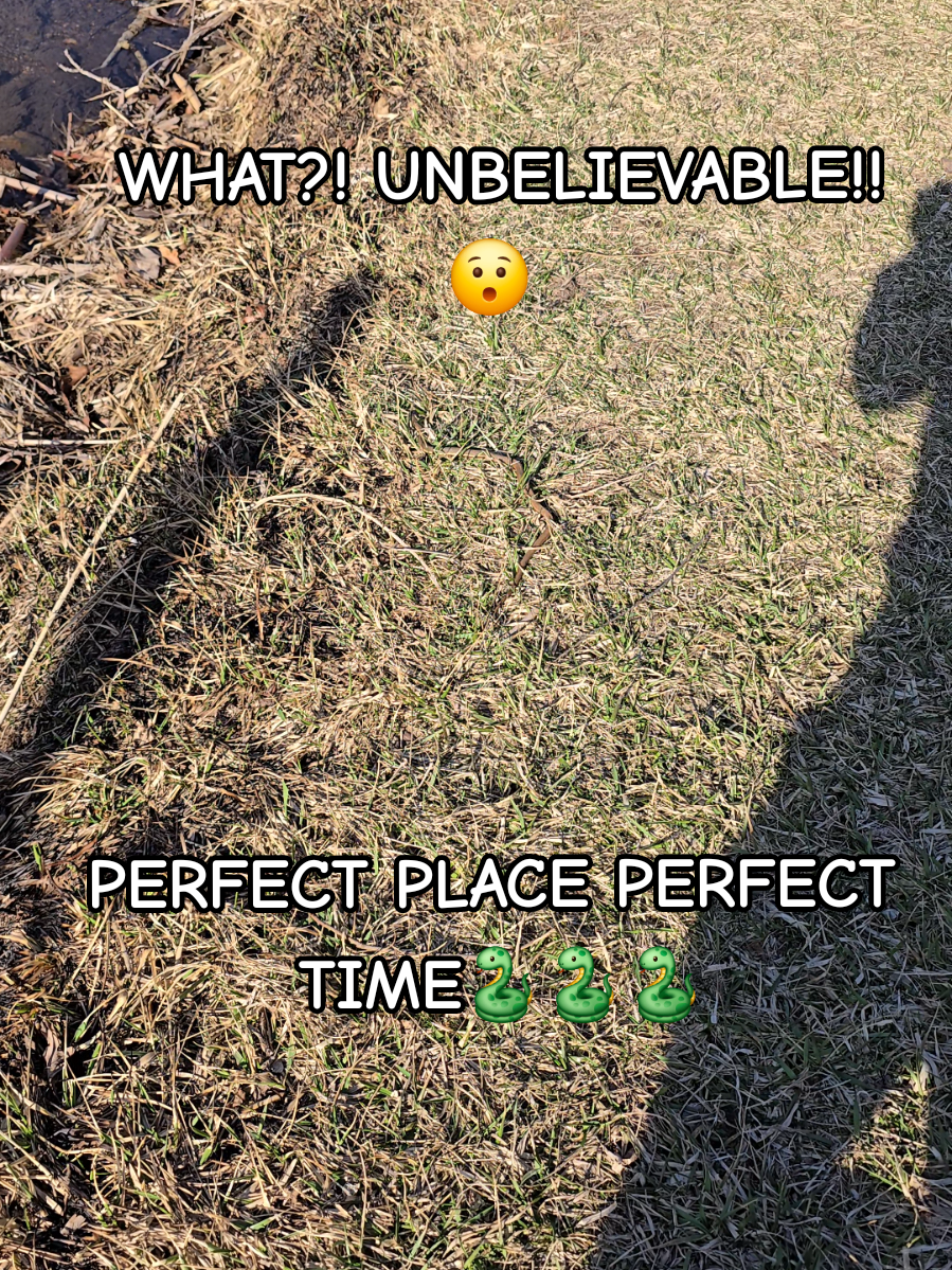 @Herpingmaniac82