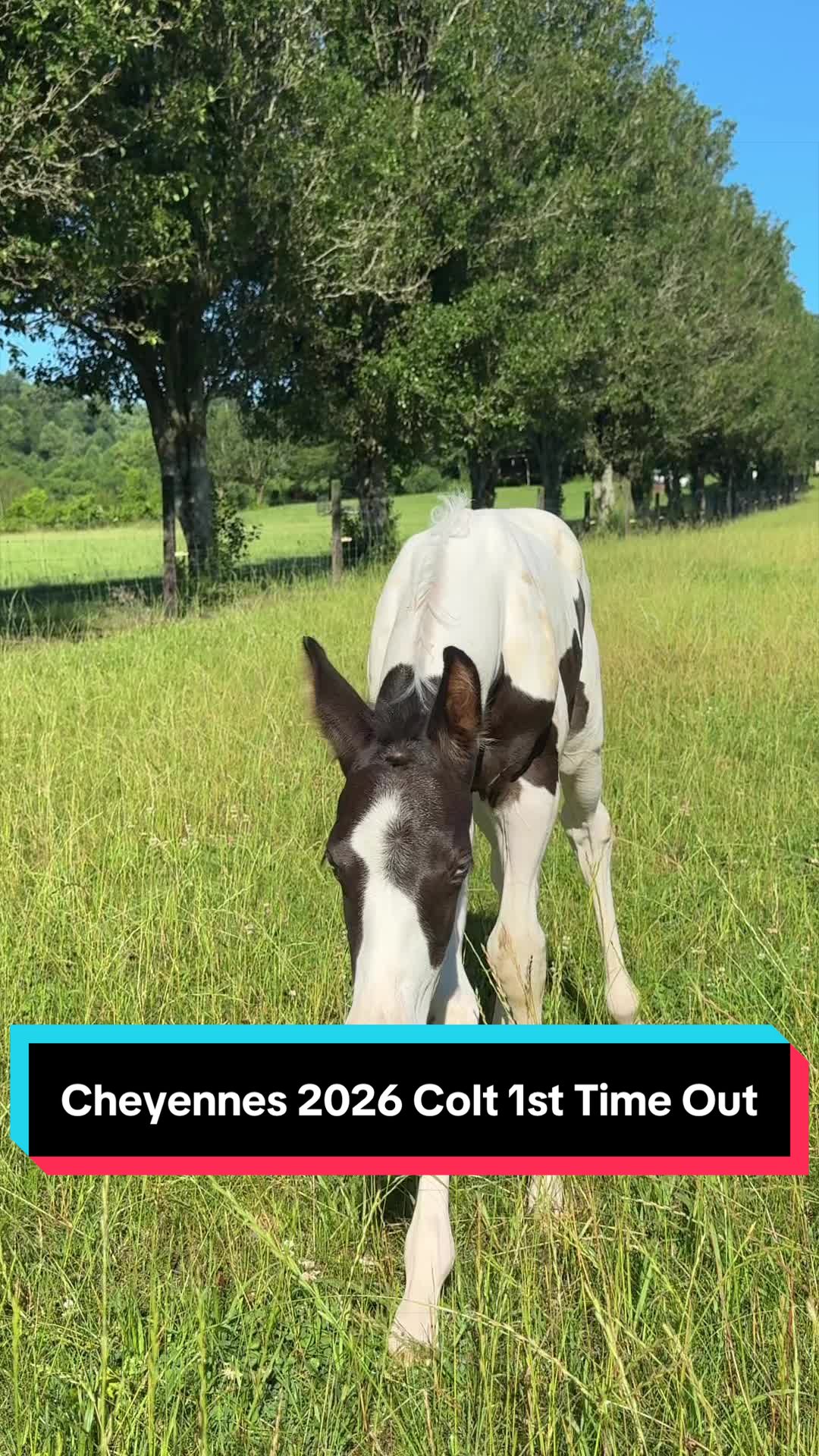 @ThePaintedAcresRanch