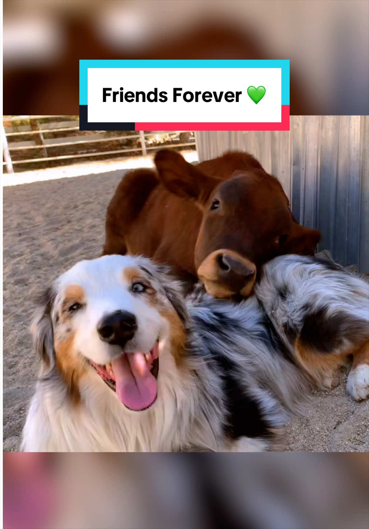 @The Gentle Barn | Sanctuary