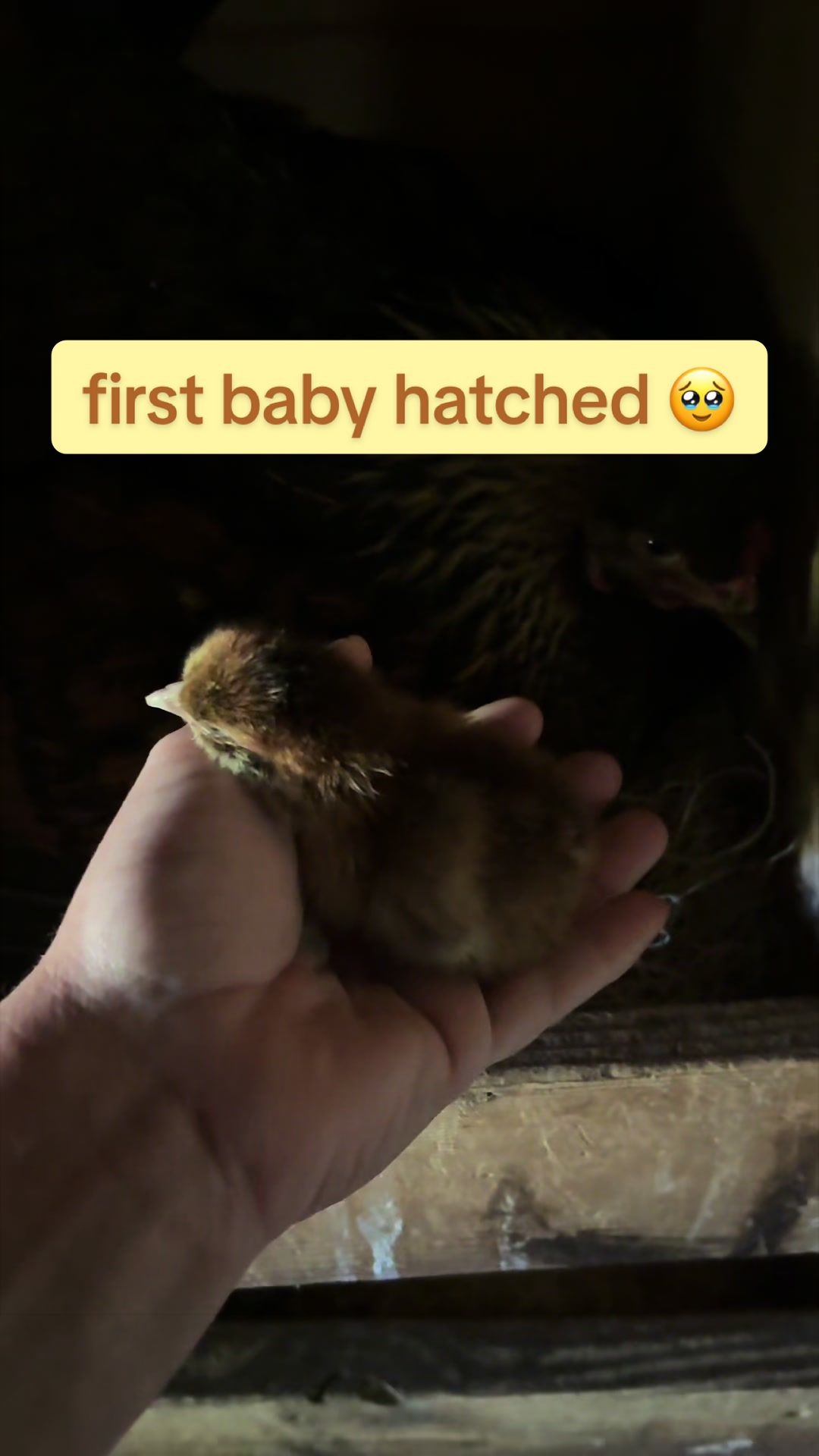 @Amy Jo | Eggnigma Holler 🐔