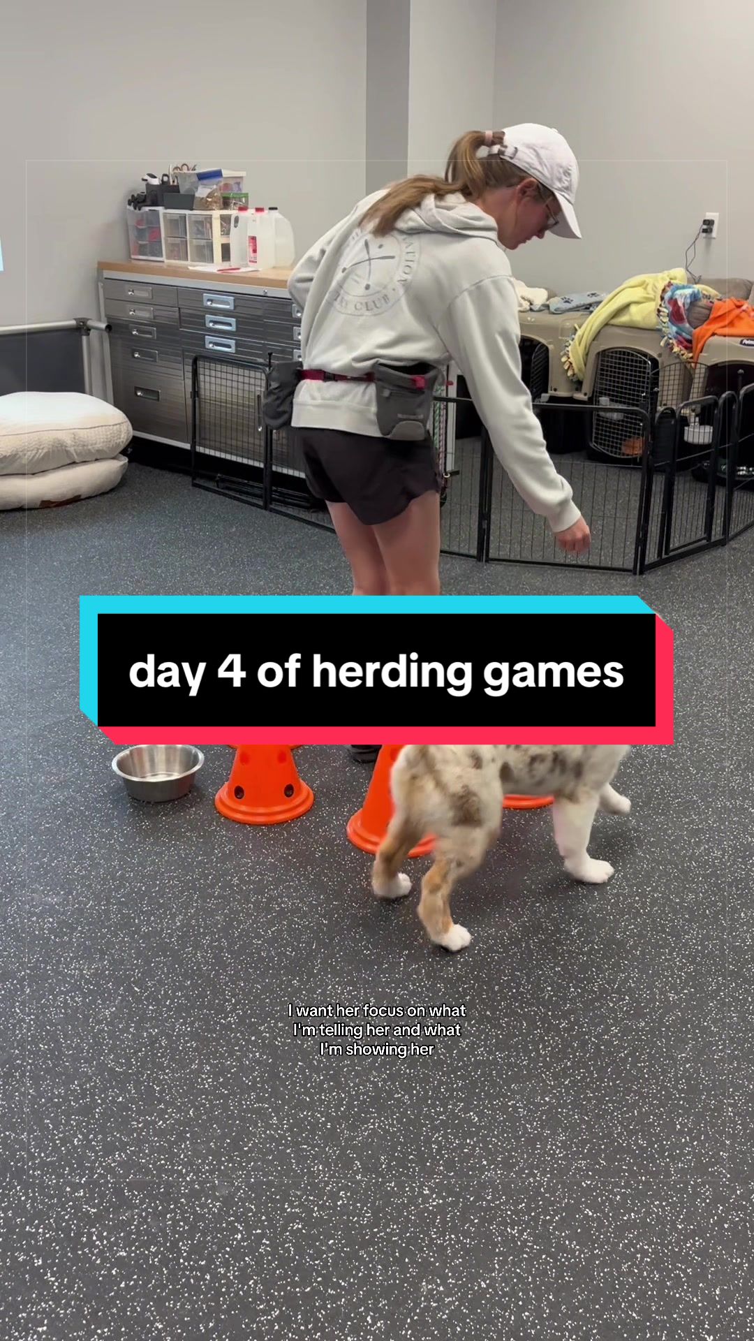 @Beck | Kentucky Dog Trainer