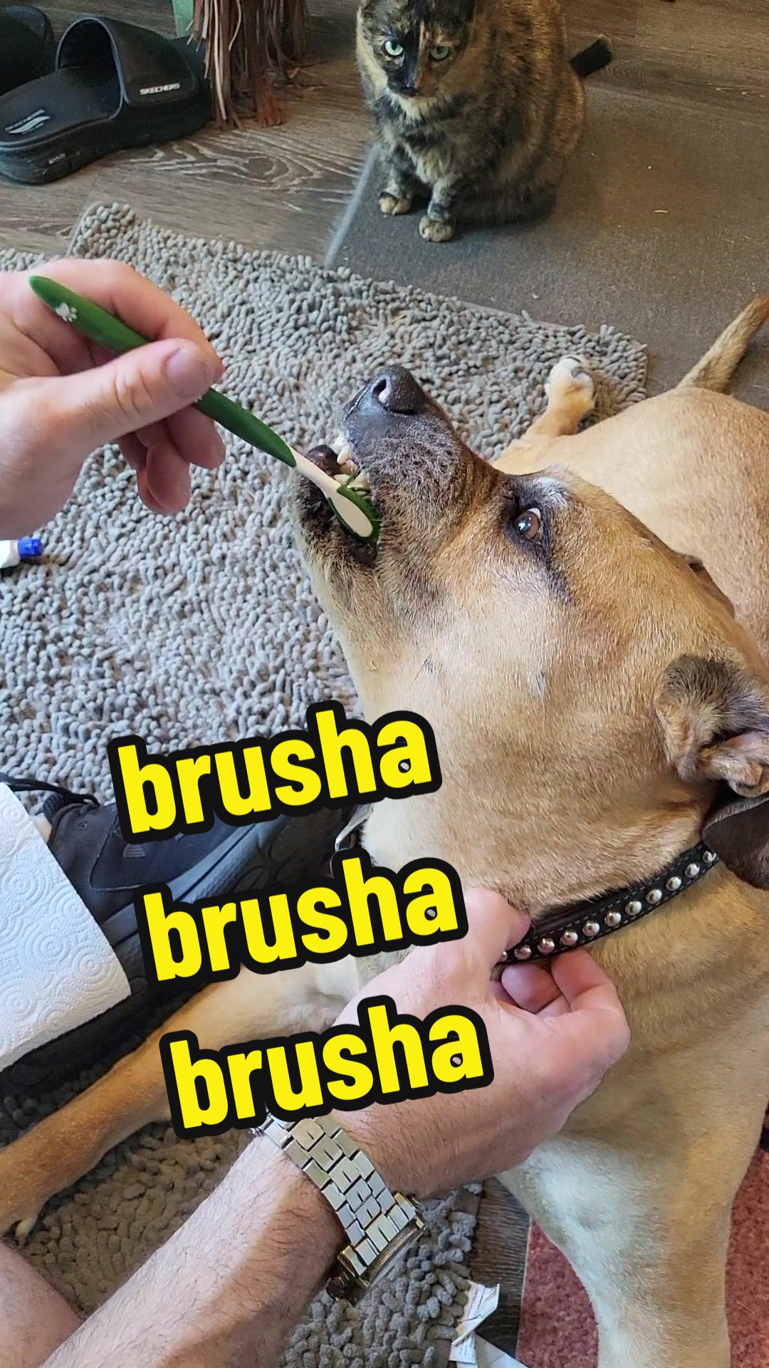 @Butkus