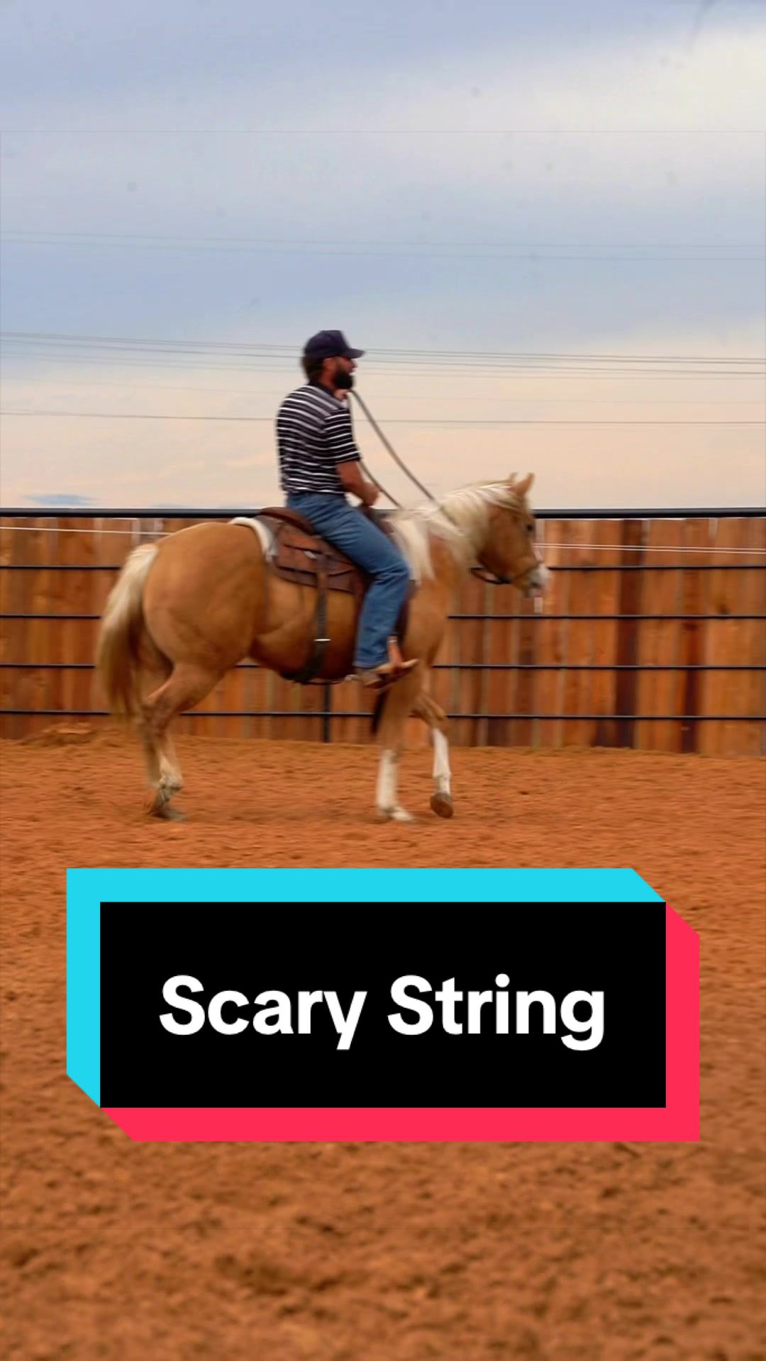 @WS Horses