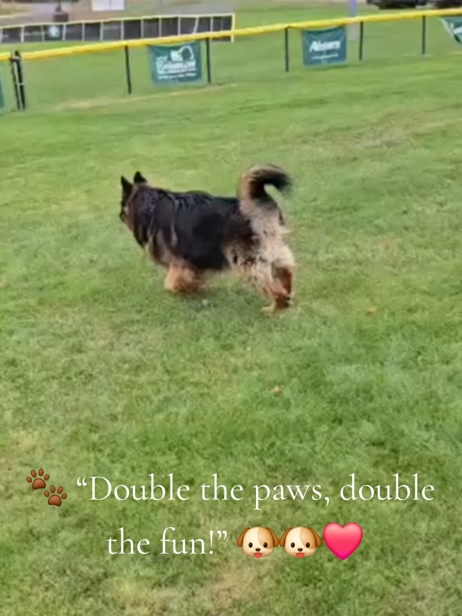 @Buzz the German Shepherd