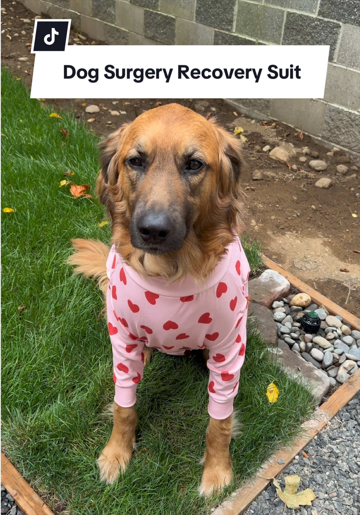 @lifewithgoldenshepherds
