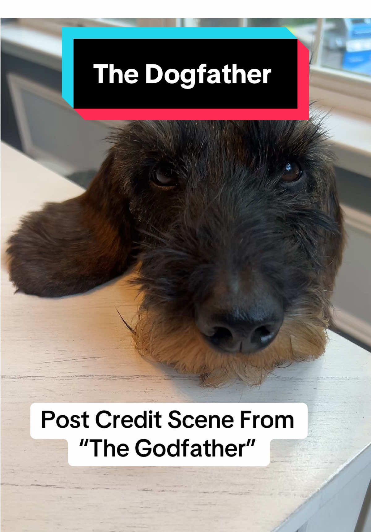 @dr.adam_christman_Veterinarian