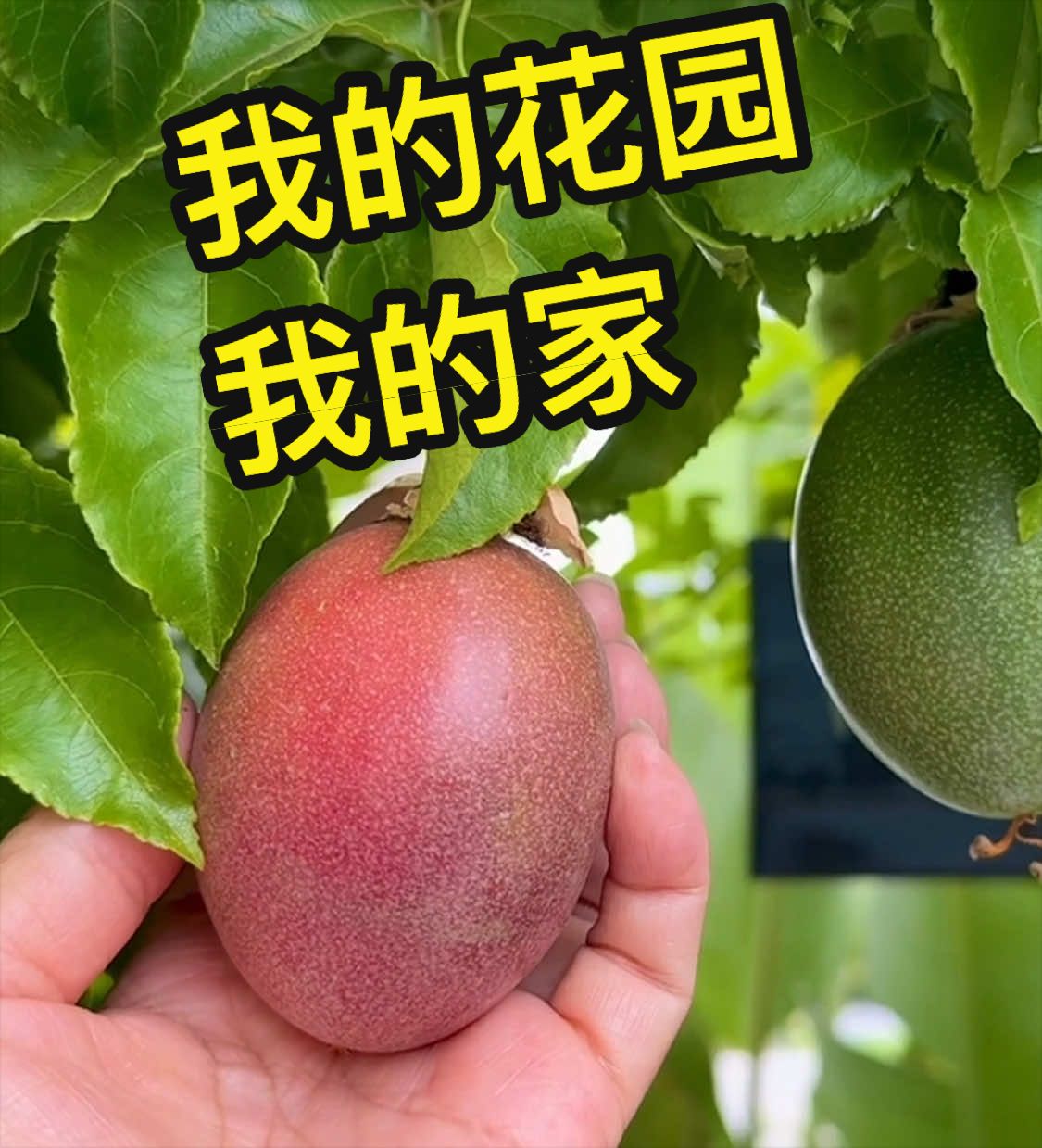 @画家赵纯