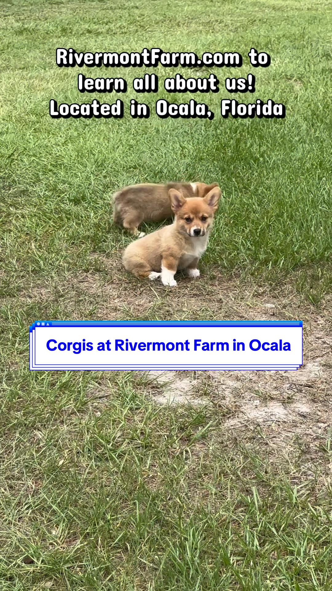 @Ashley at Rivermont Farm🐎🐶
