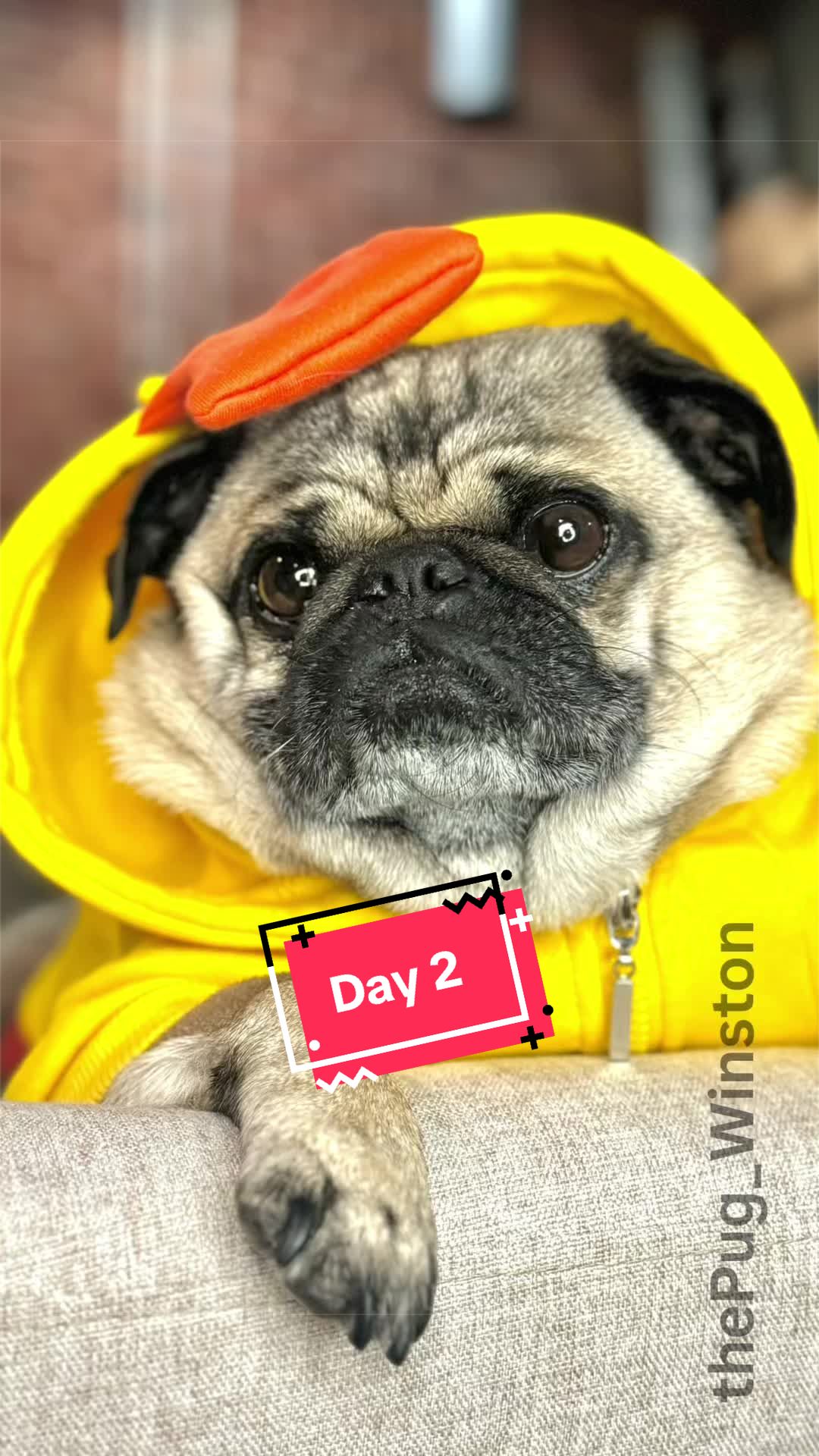 @Winston the Pug
