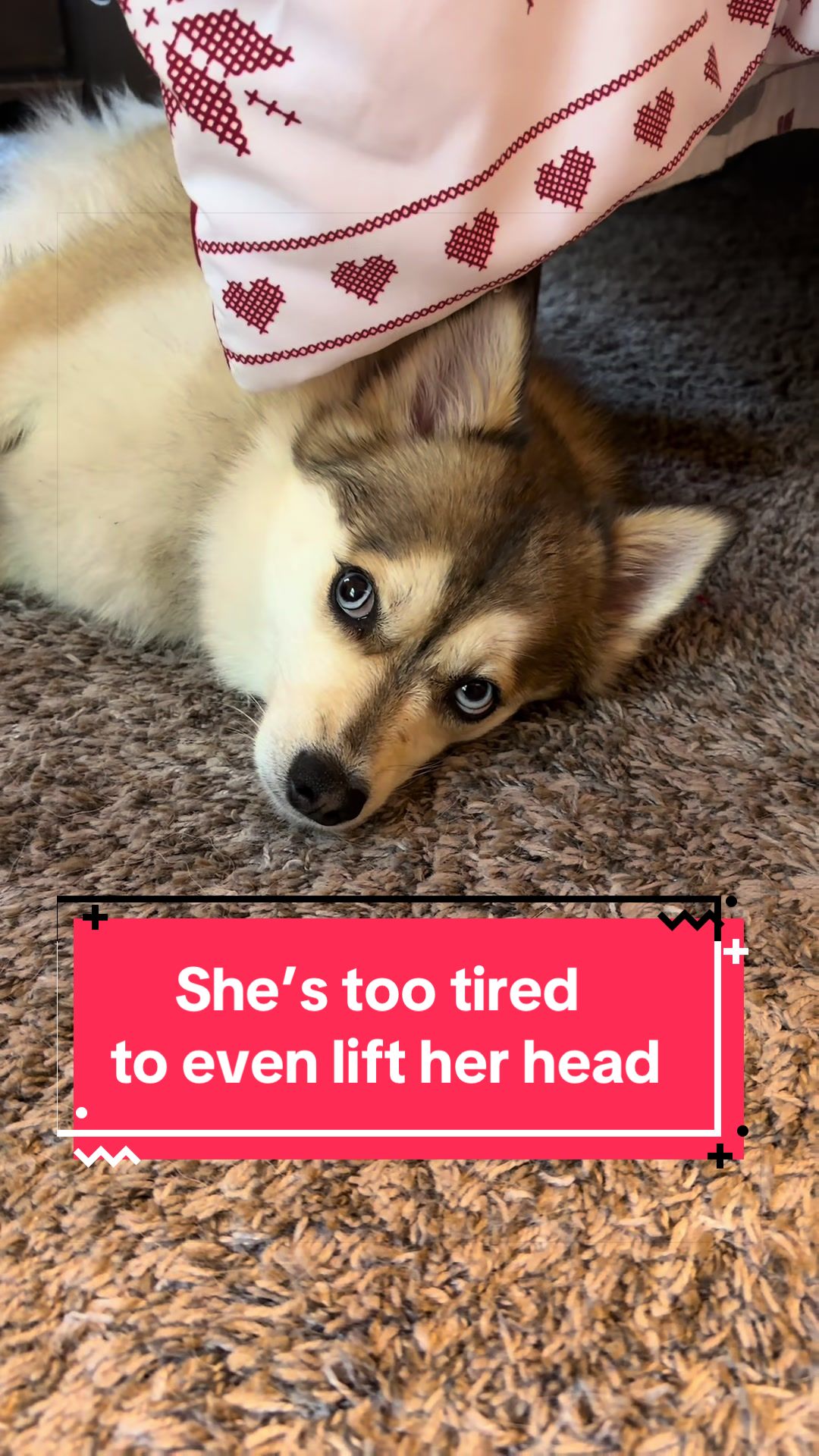 @Ruby the Pomsky