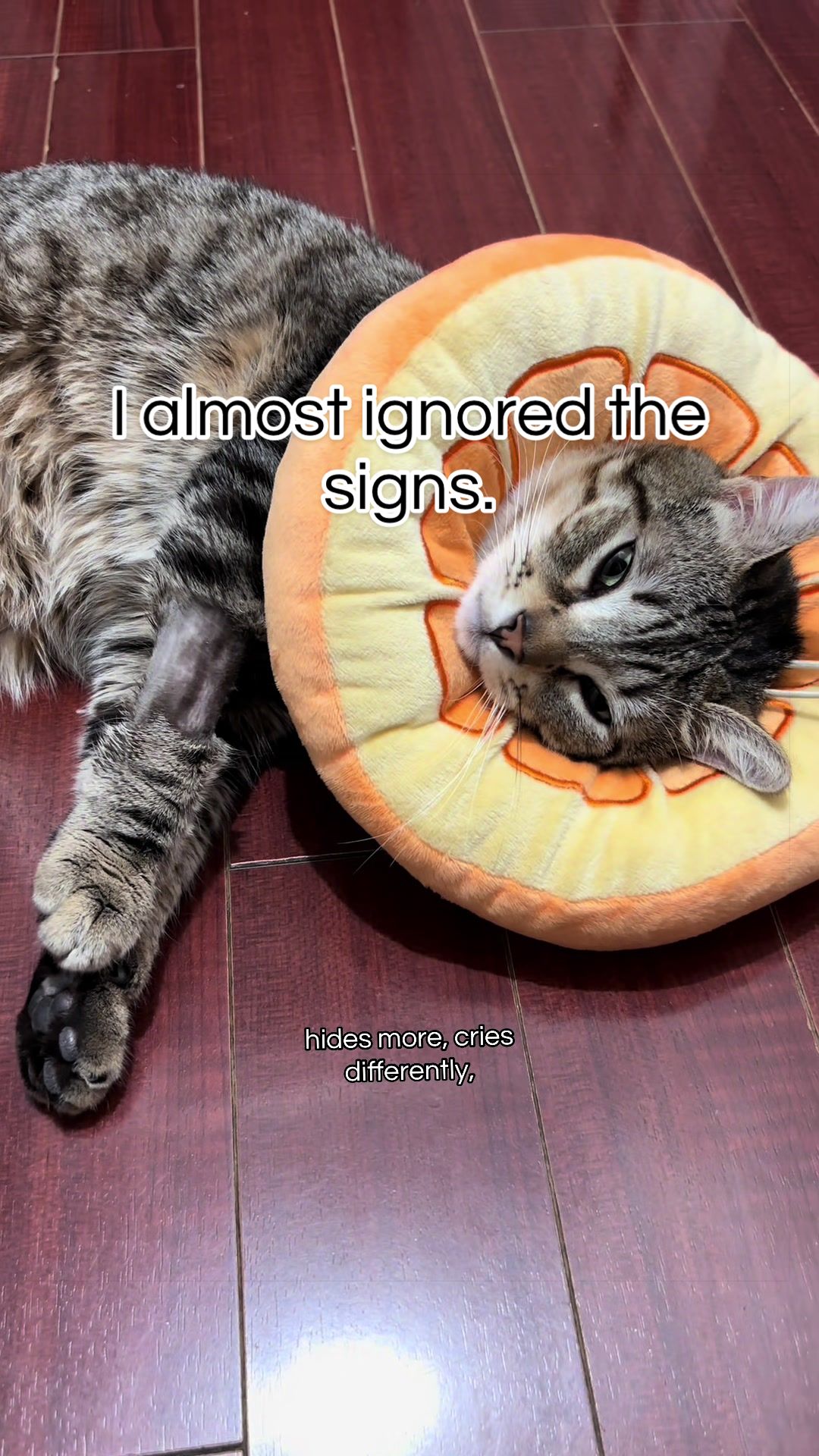 @Meowster_World