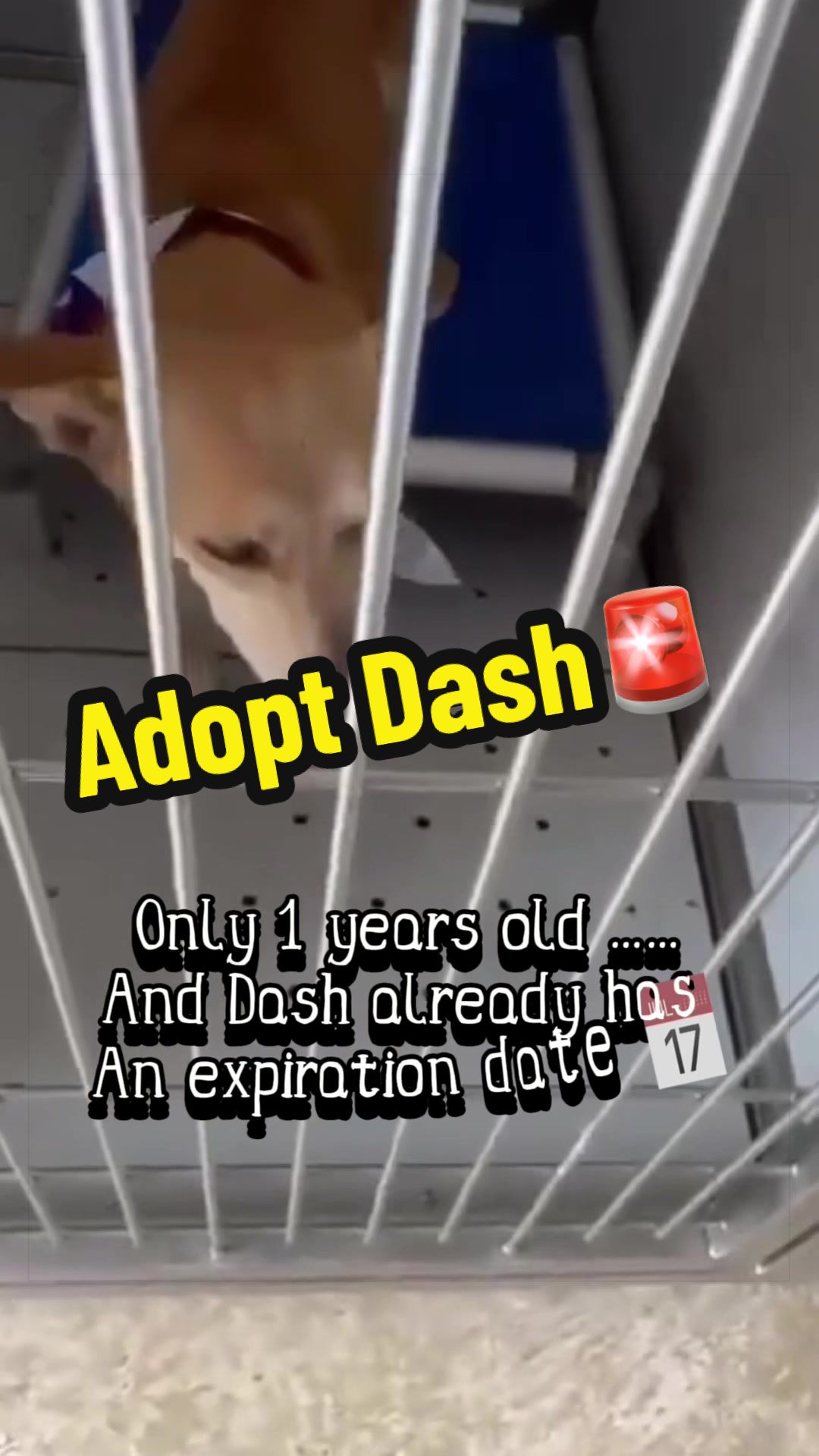 @ʙᴇ ᴛʜᴇɪʀ ᴠᴏɪᴄᴇ🐾PSP1🫶🏻🐾🐶❤️