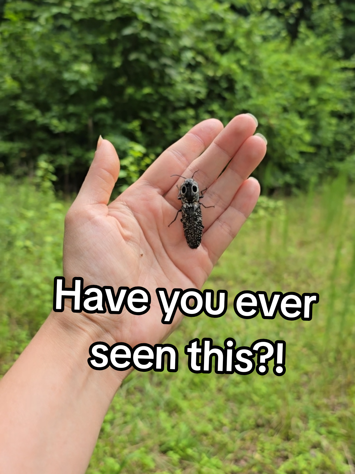 @ivywisteriawild🐝🌿