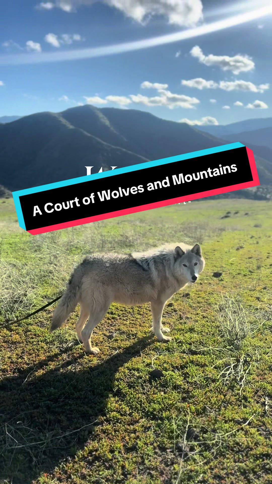 @ApexWolves