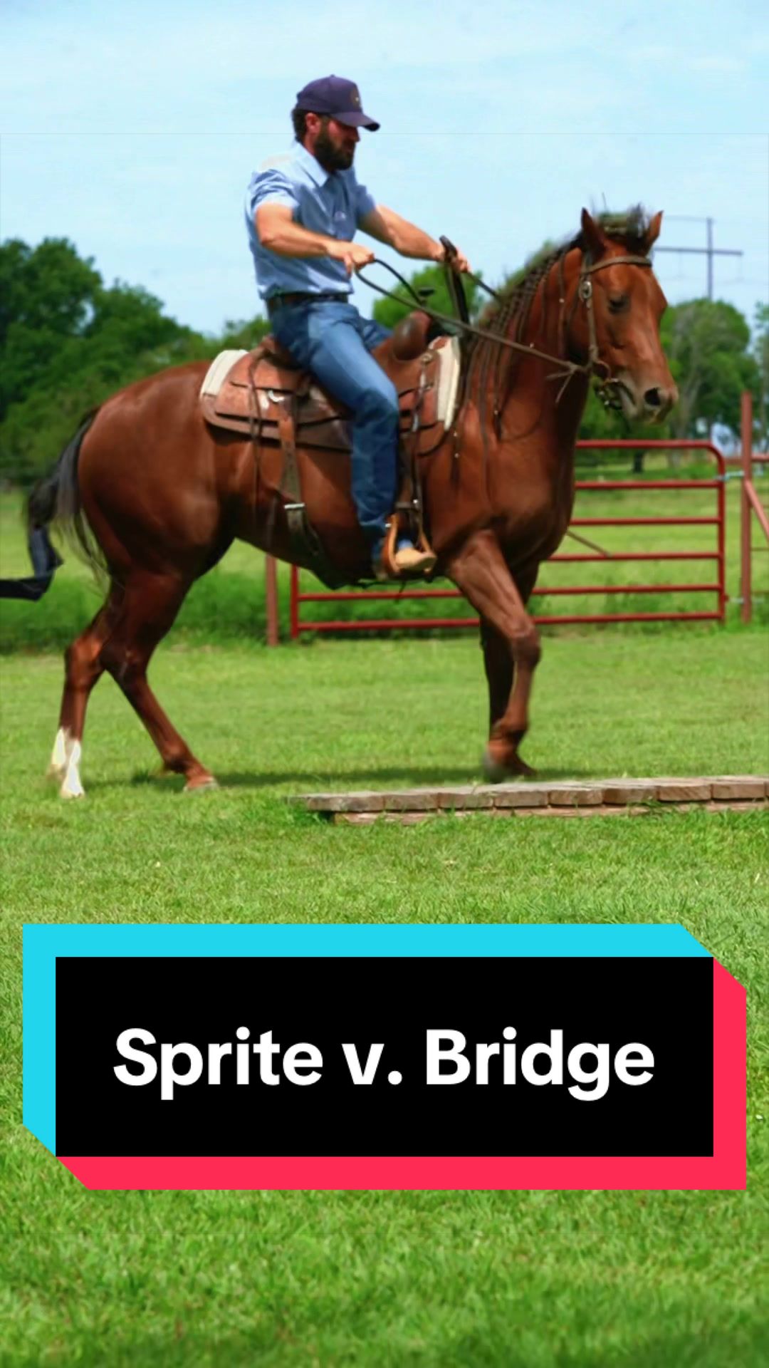@WS Horses