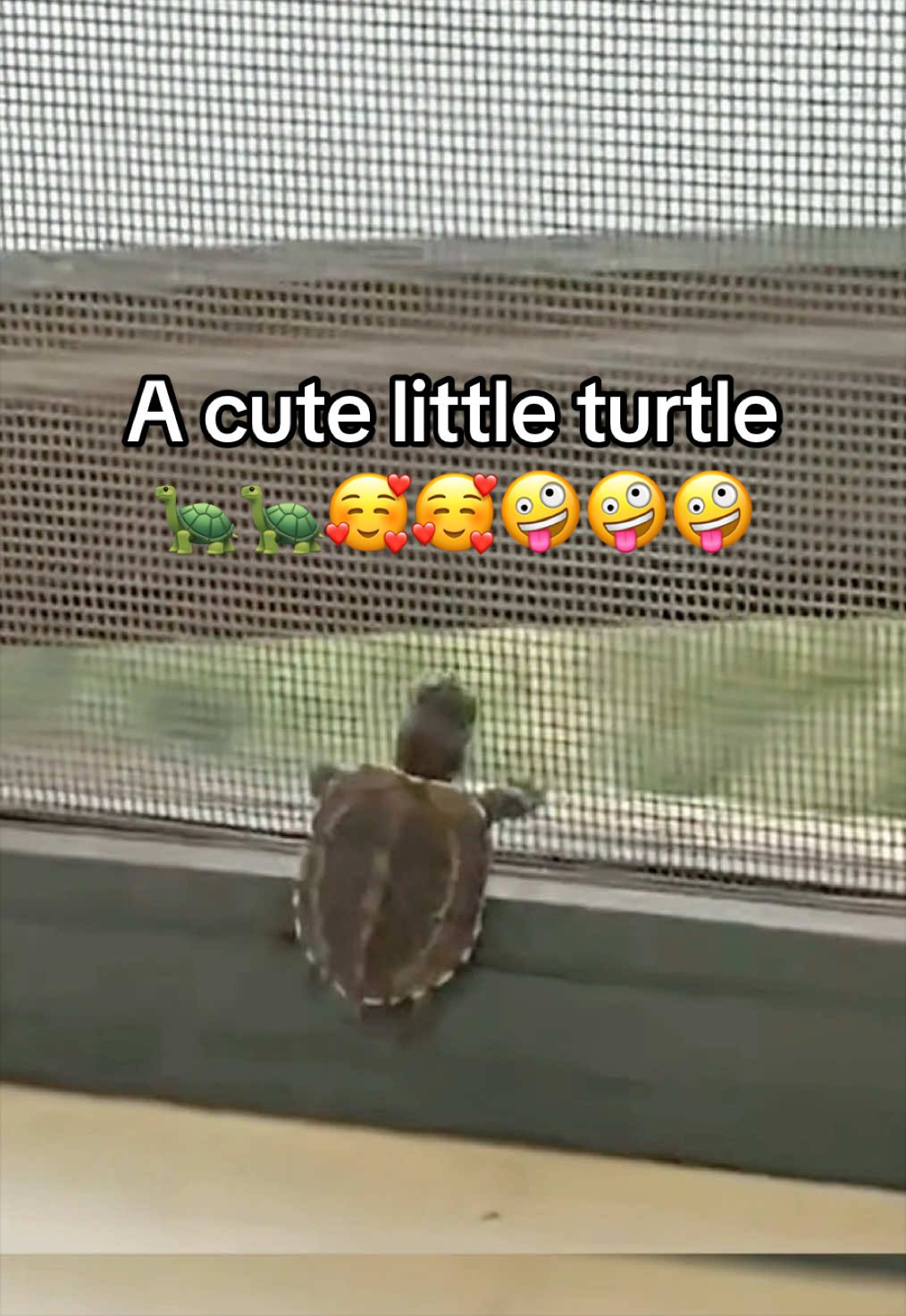 @Mr. Turtle