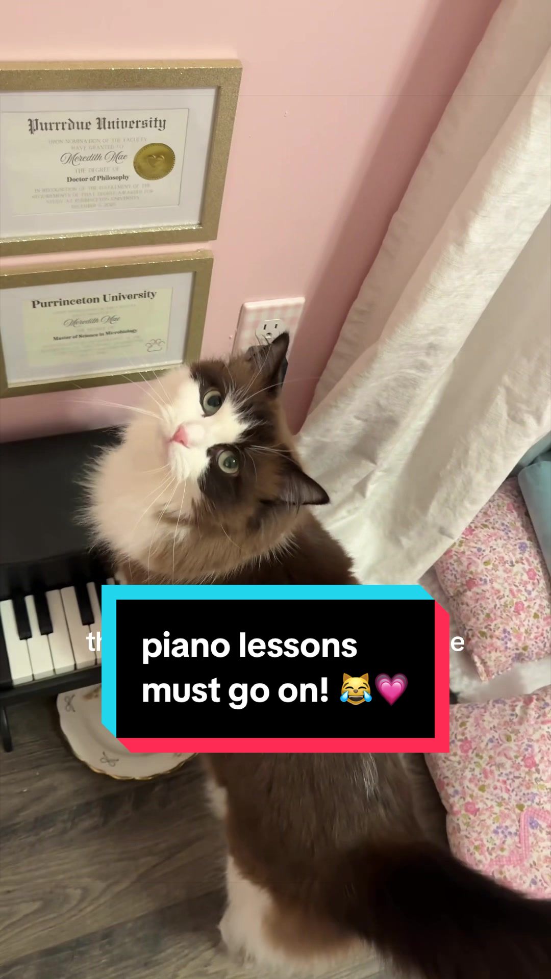 @Meredith Ragdoll Cat