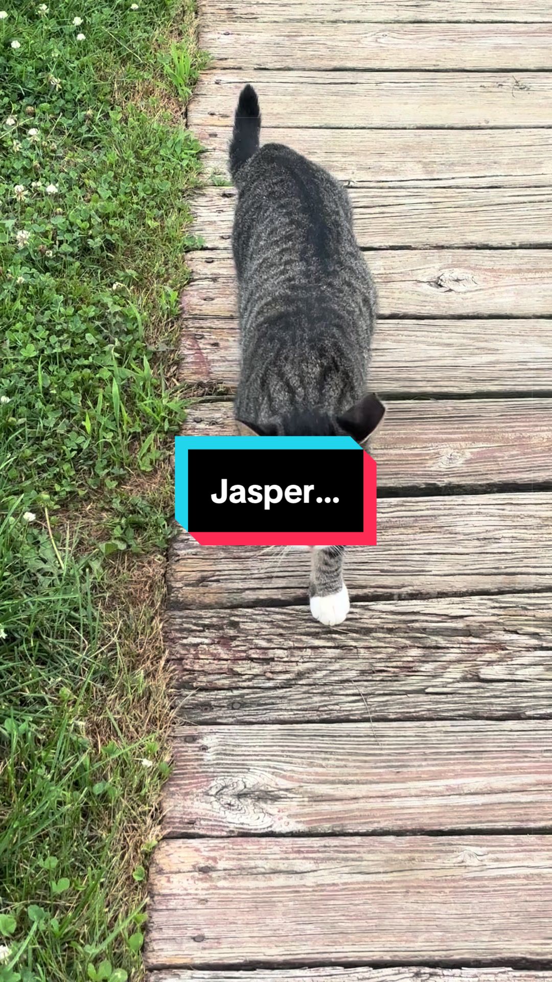@catlover313official
