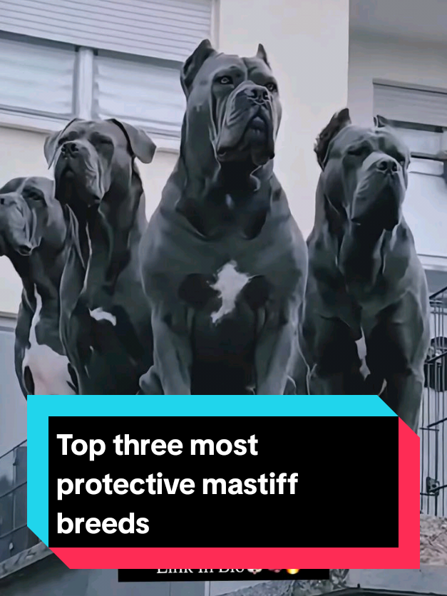 @The pet post