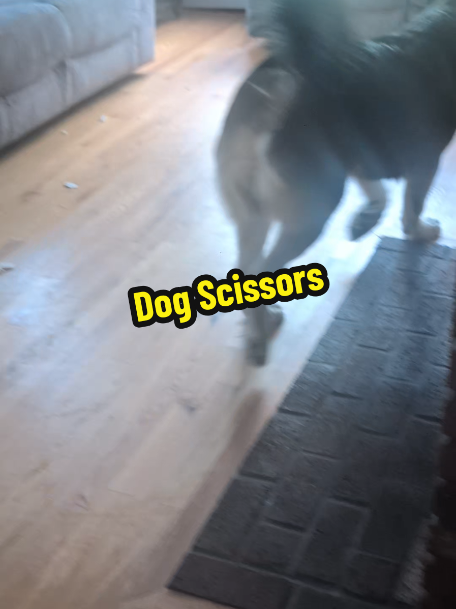 @Chickens & Bullies