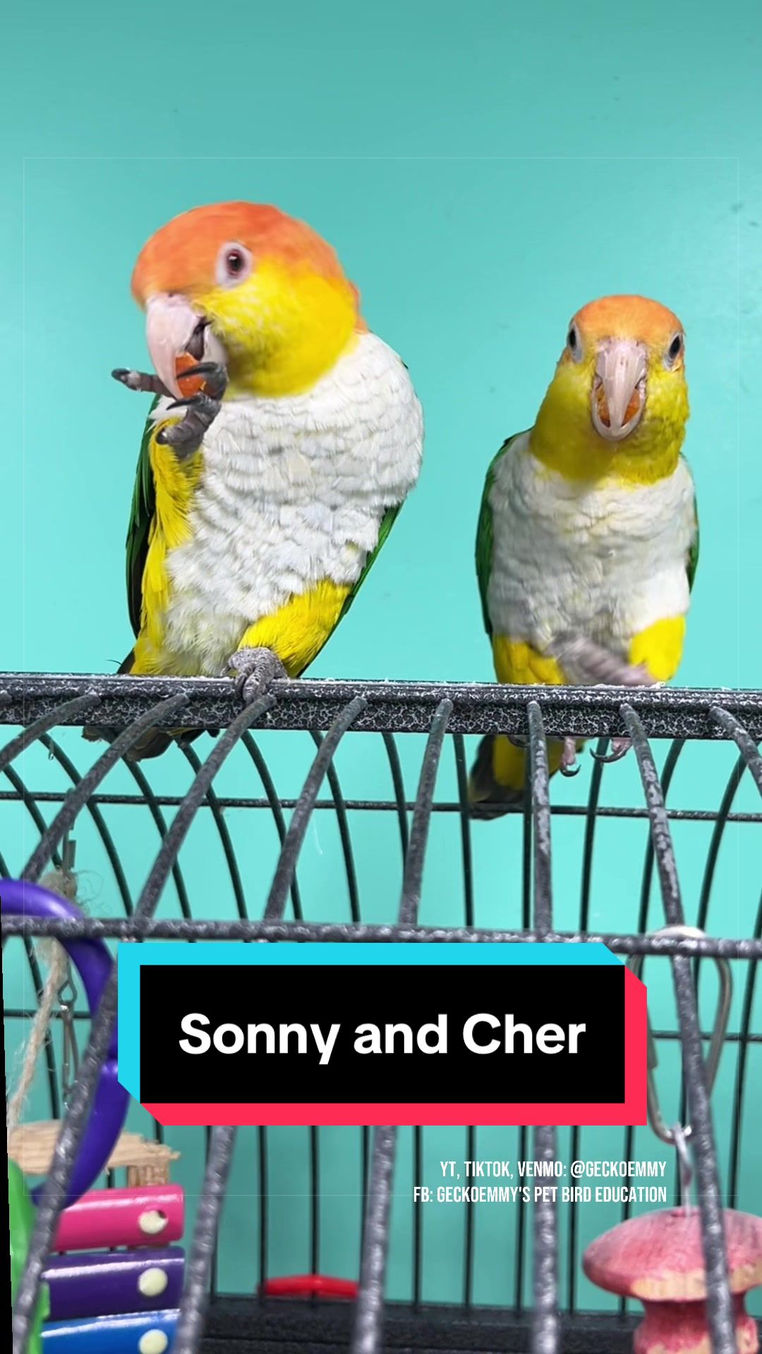 @💙💛Geckoemmy🦜