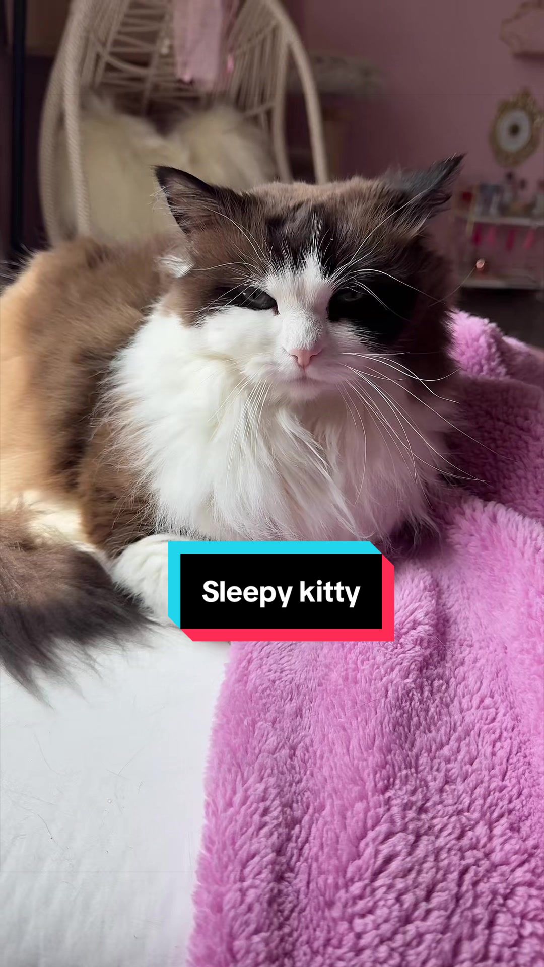 @Meredith Ragdoll Cat