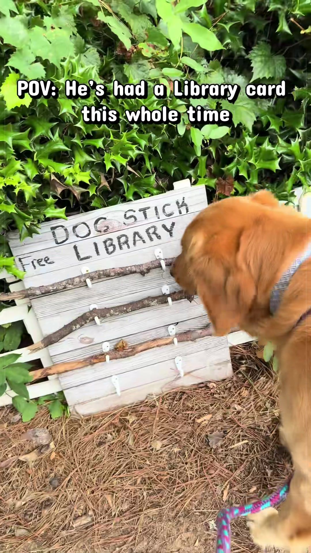 @Charlie the Golden