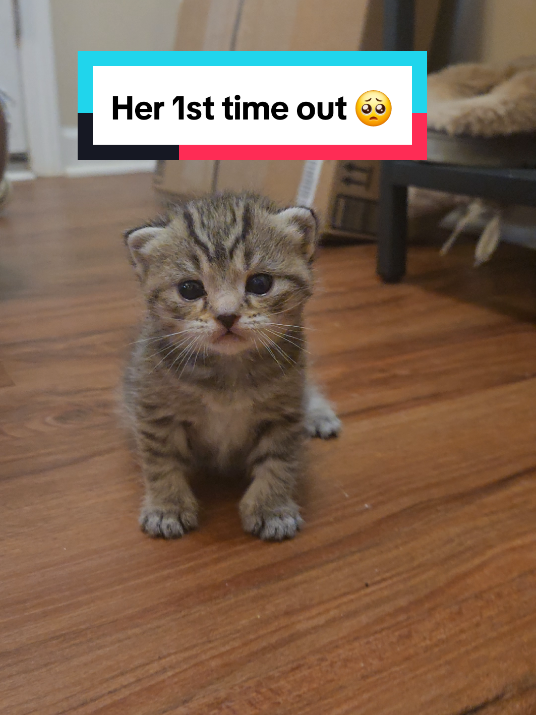 @Brittany's Beauties Kittens