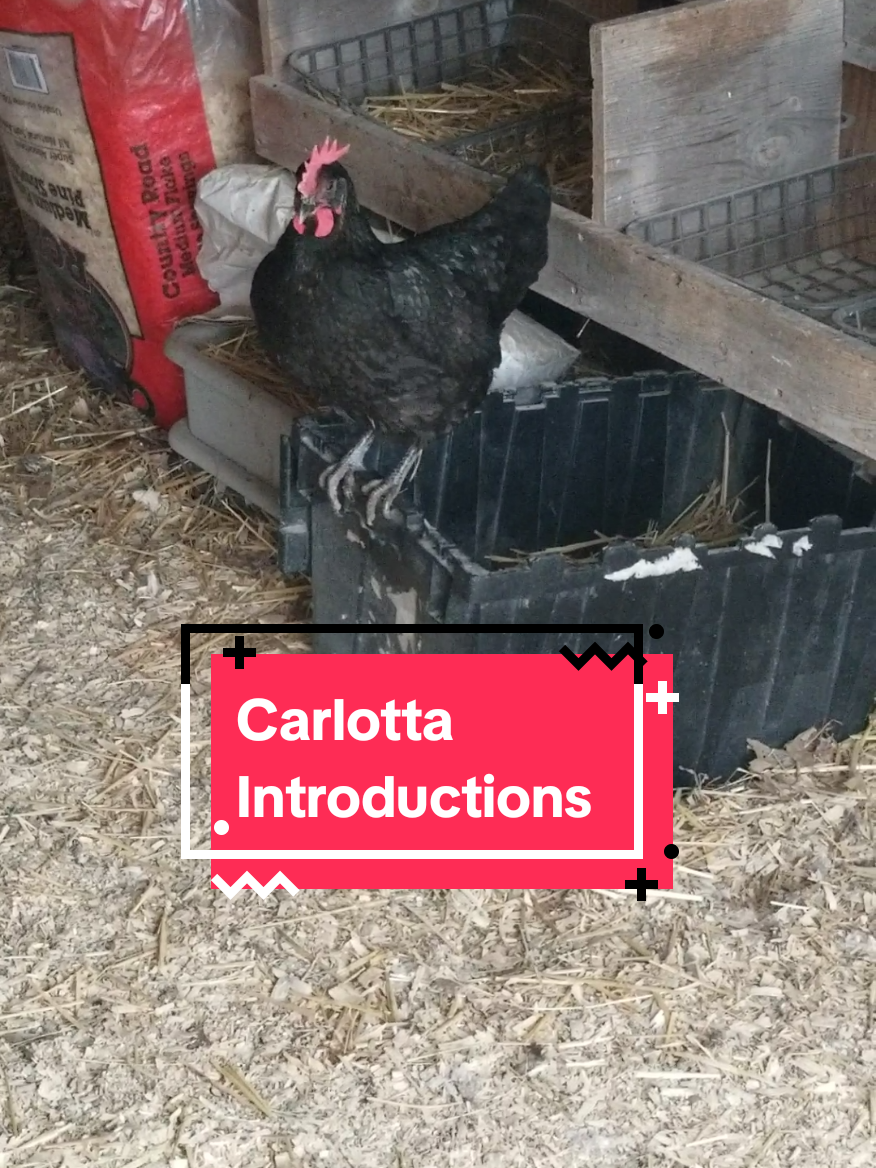 @CityChickenFarm