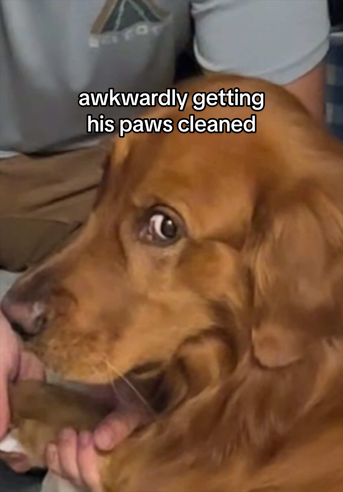 @Winston the Golden Pup 🍯