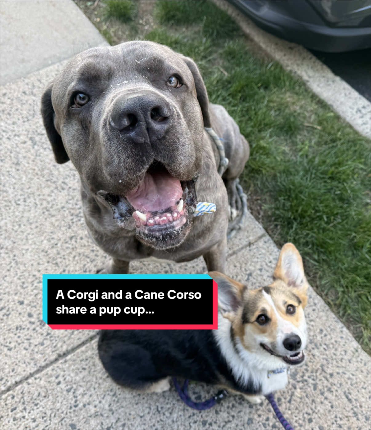 @Cannoli the Corgi