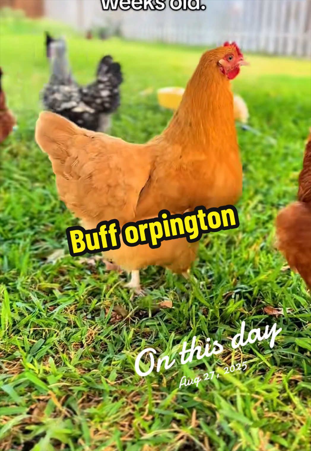 @Wingin It Homestead