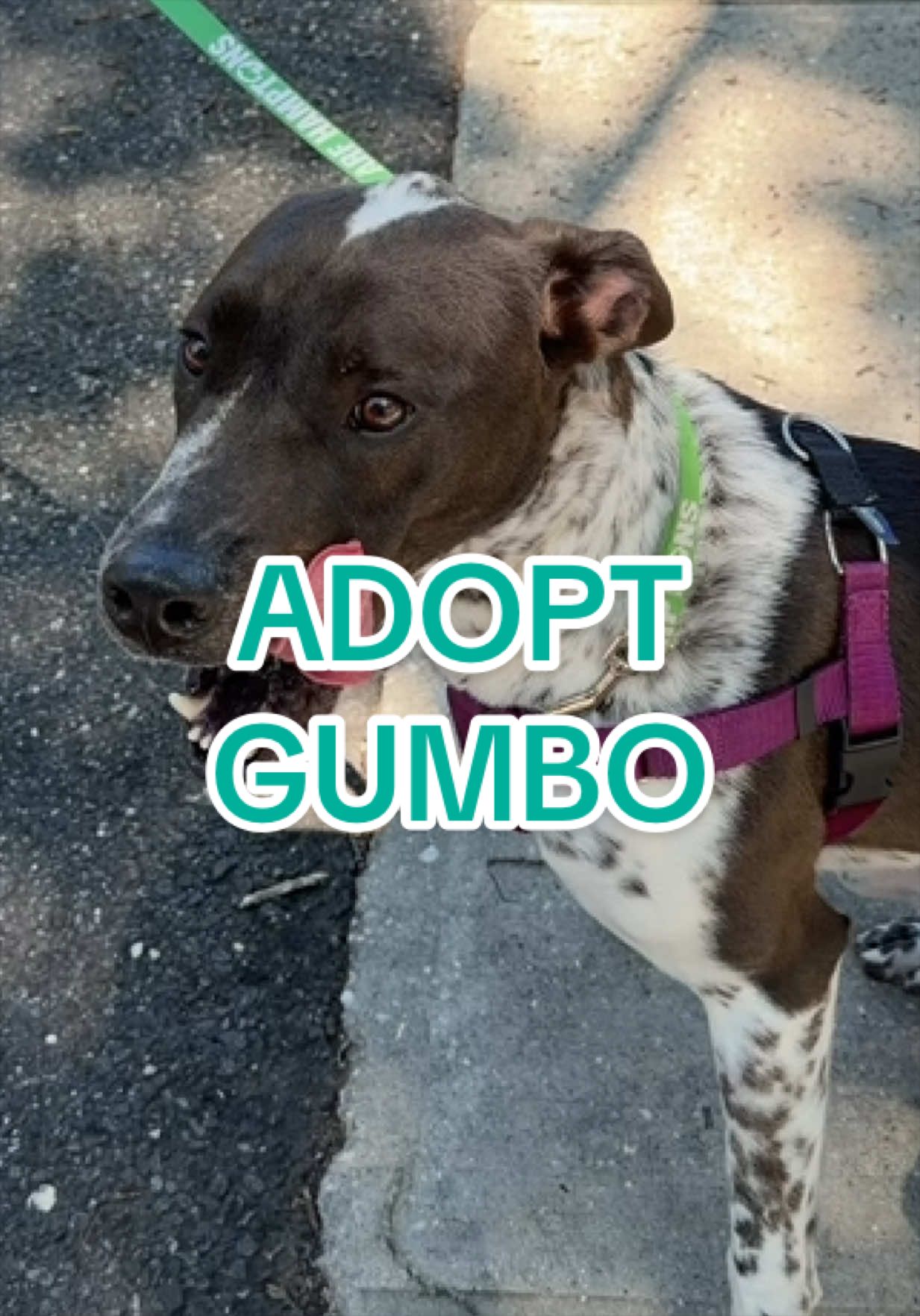 @Adopt a Pet