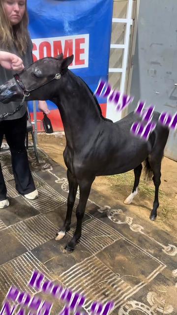 @Dr.Nicole-VetMed