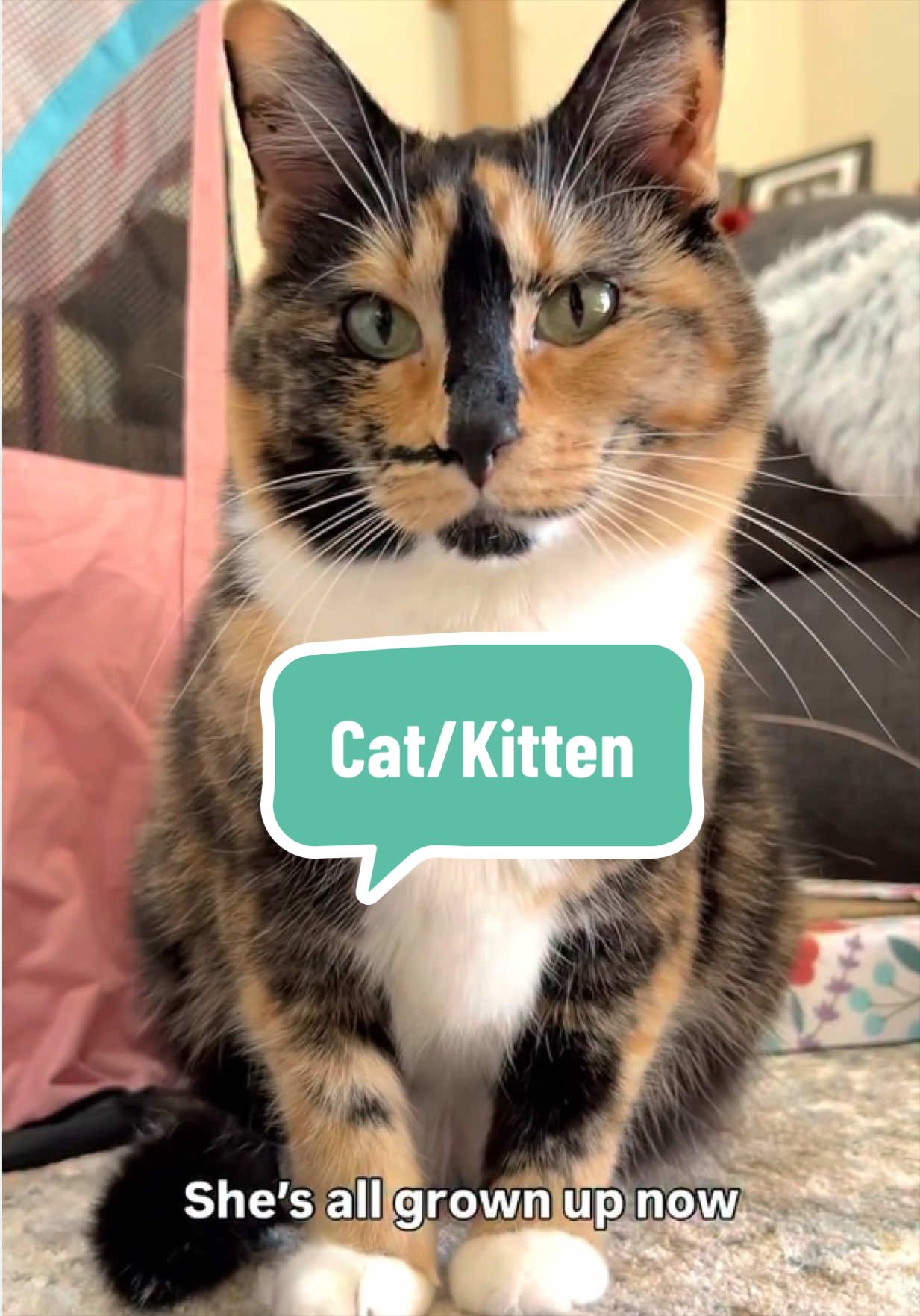 @SnickersTheSmilingCat