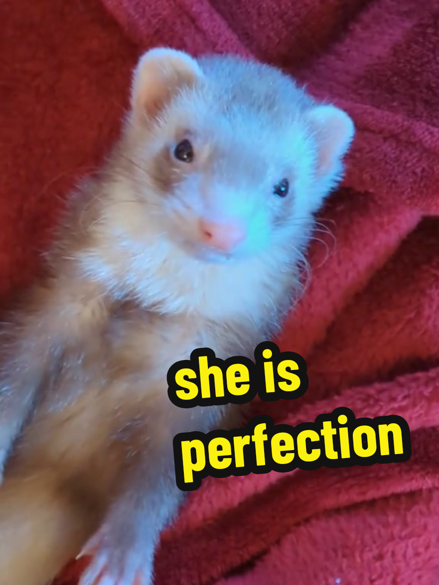 @Chaos Critters