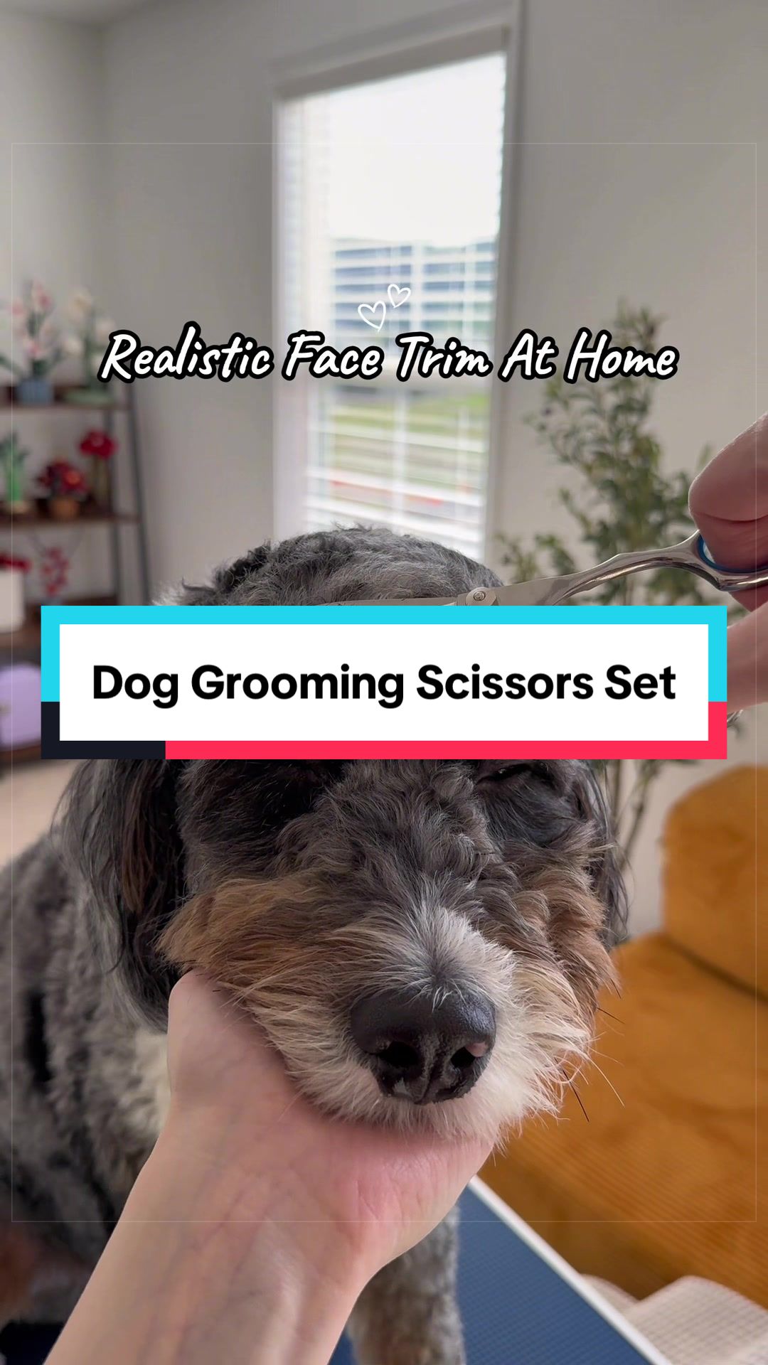 @Archie The Bernedoodle