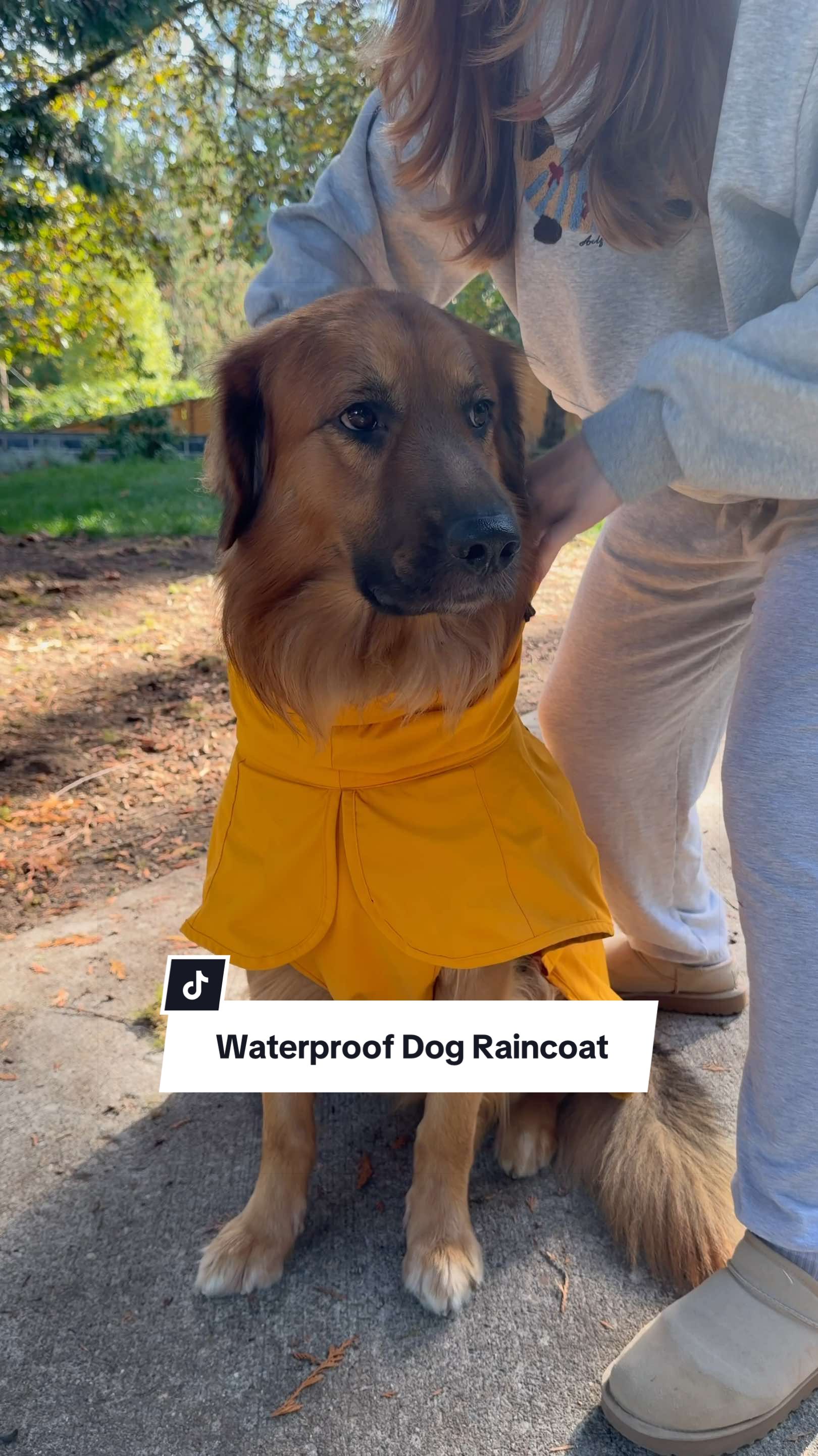 @lifewithgoldenshepherds