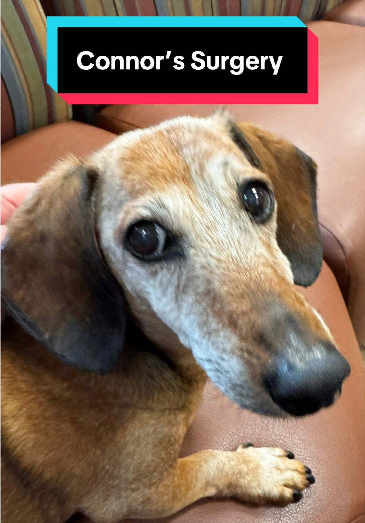 @dr.adam_christman_Veterinarian