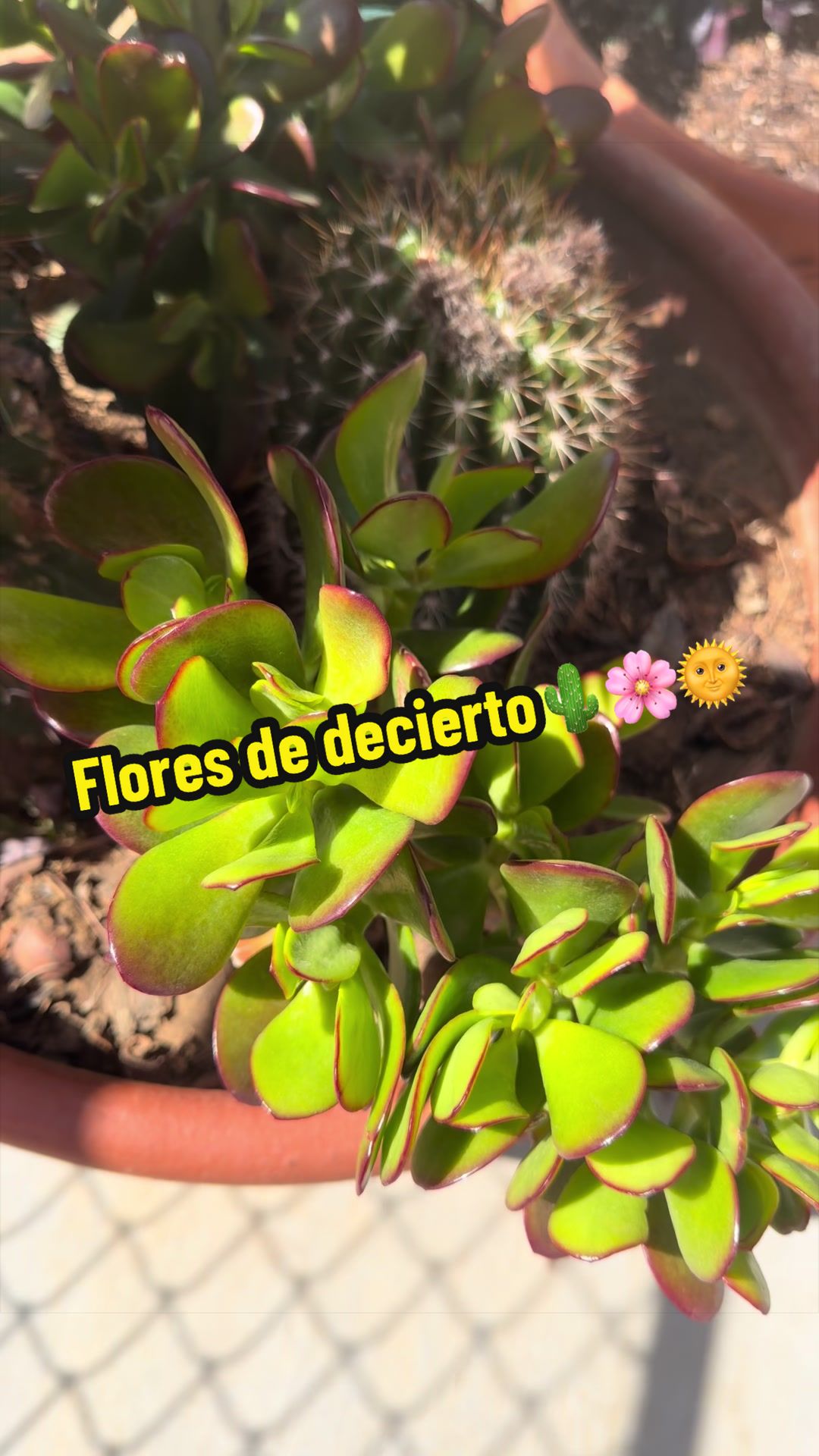 @Arelly Ramírez Ganzo’s nieves