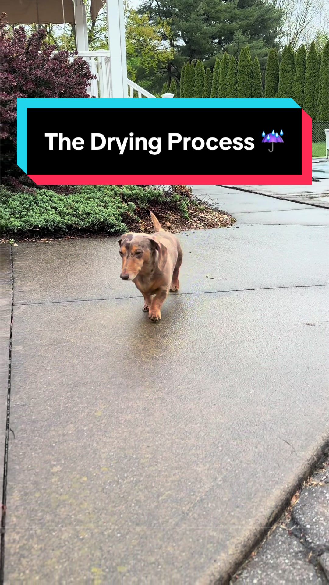 @NormanTheWienerDog