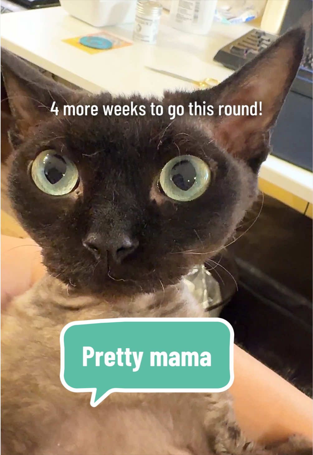 @Boba&rsquo;s Buds Minskin Cats
