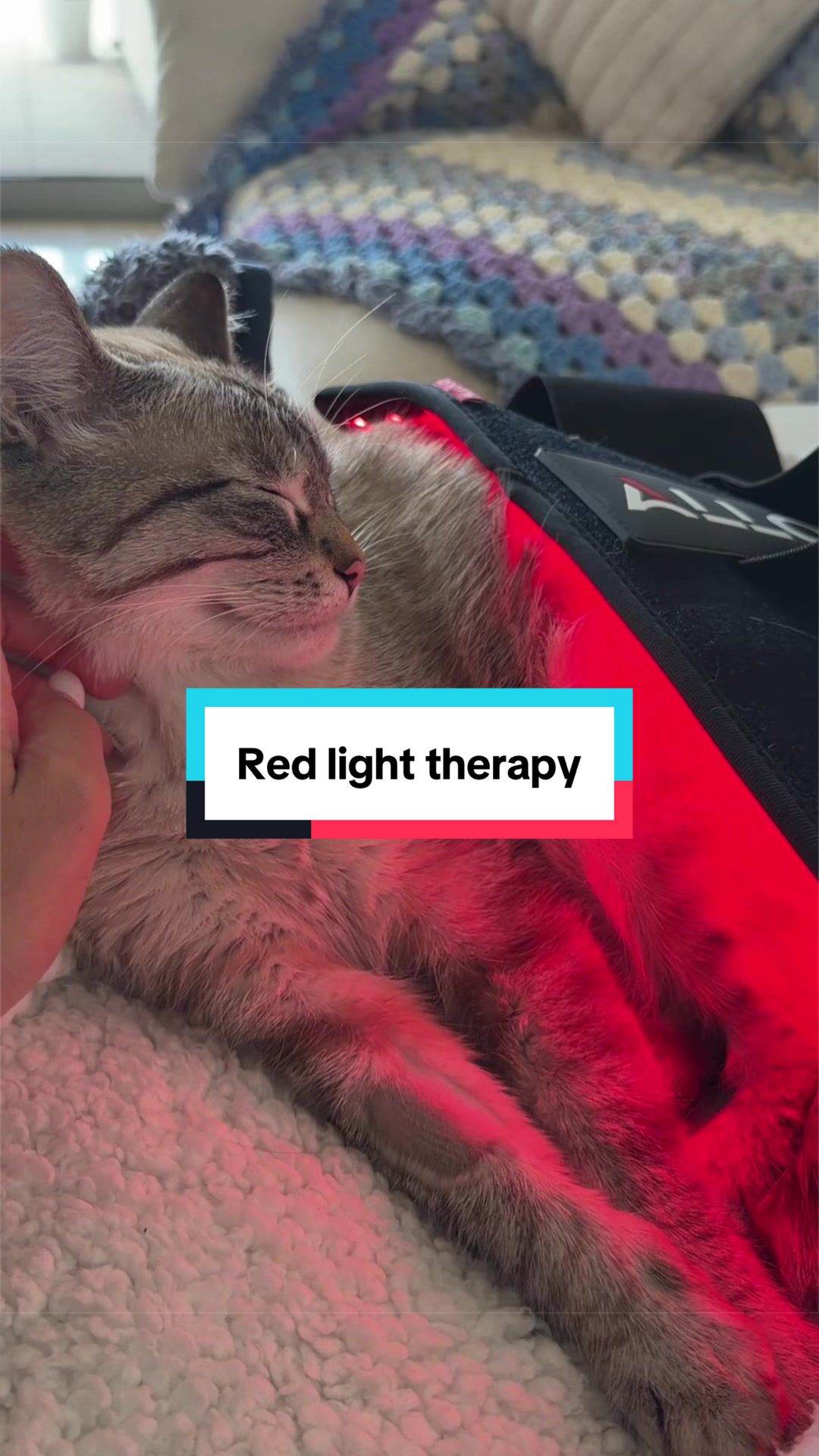 @Mariah | Cat Mom