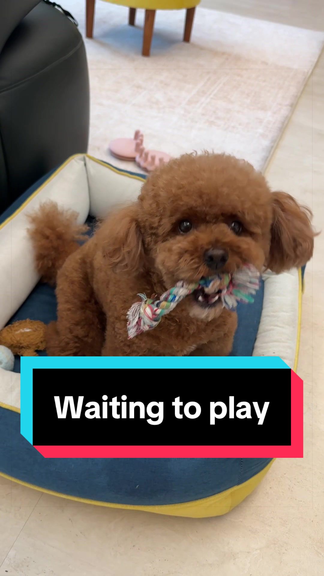 @Gizmo🧸