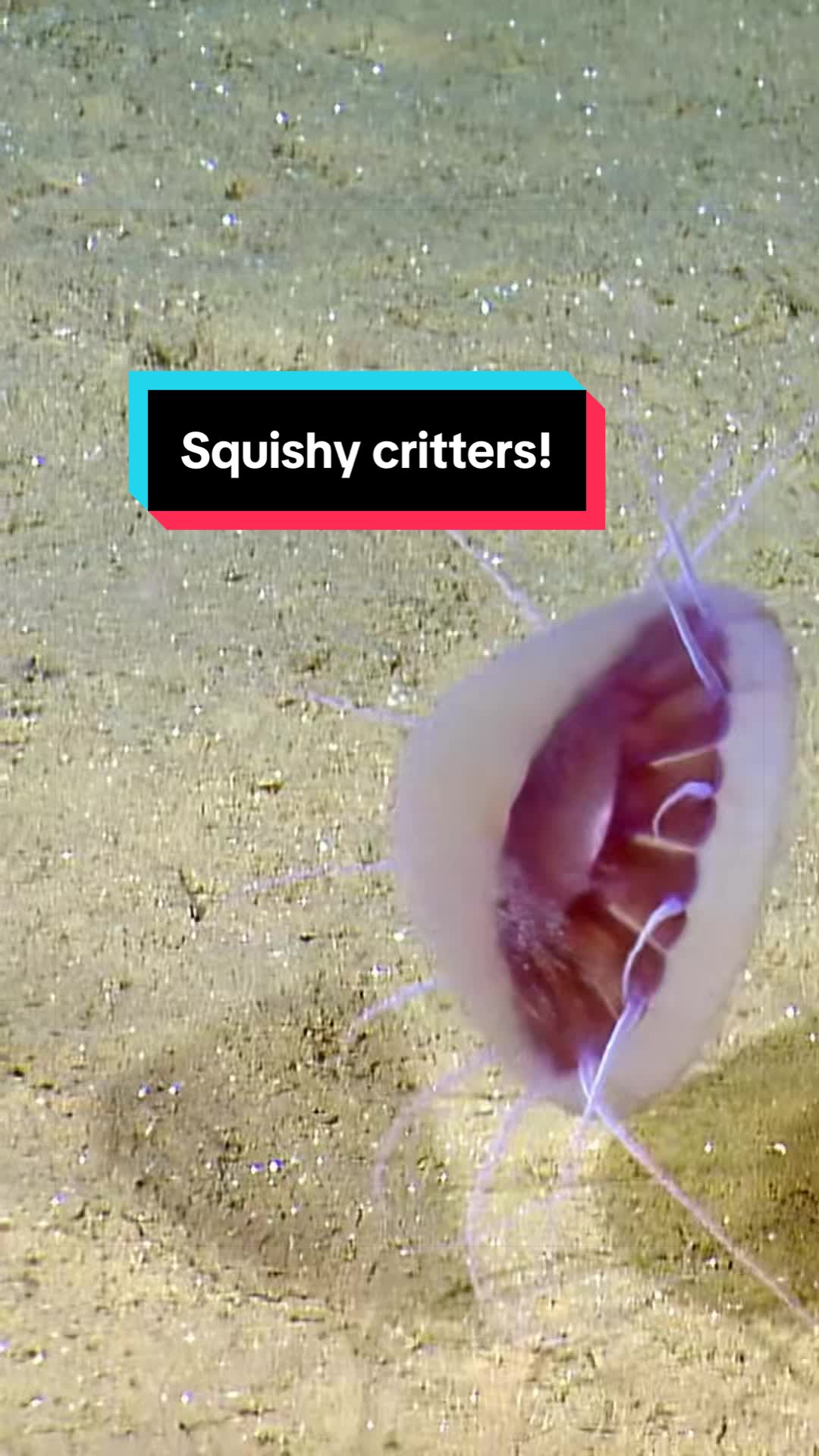 @Ocean Exploration Trust