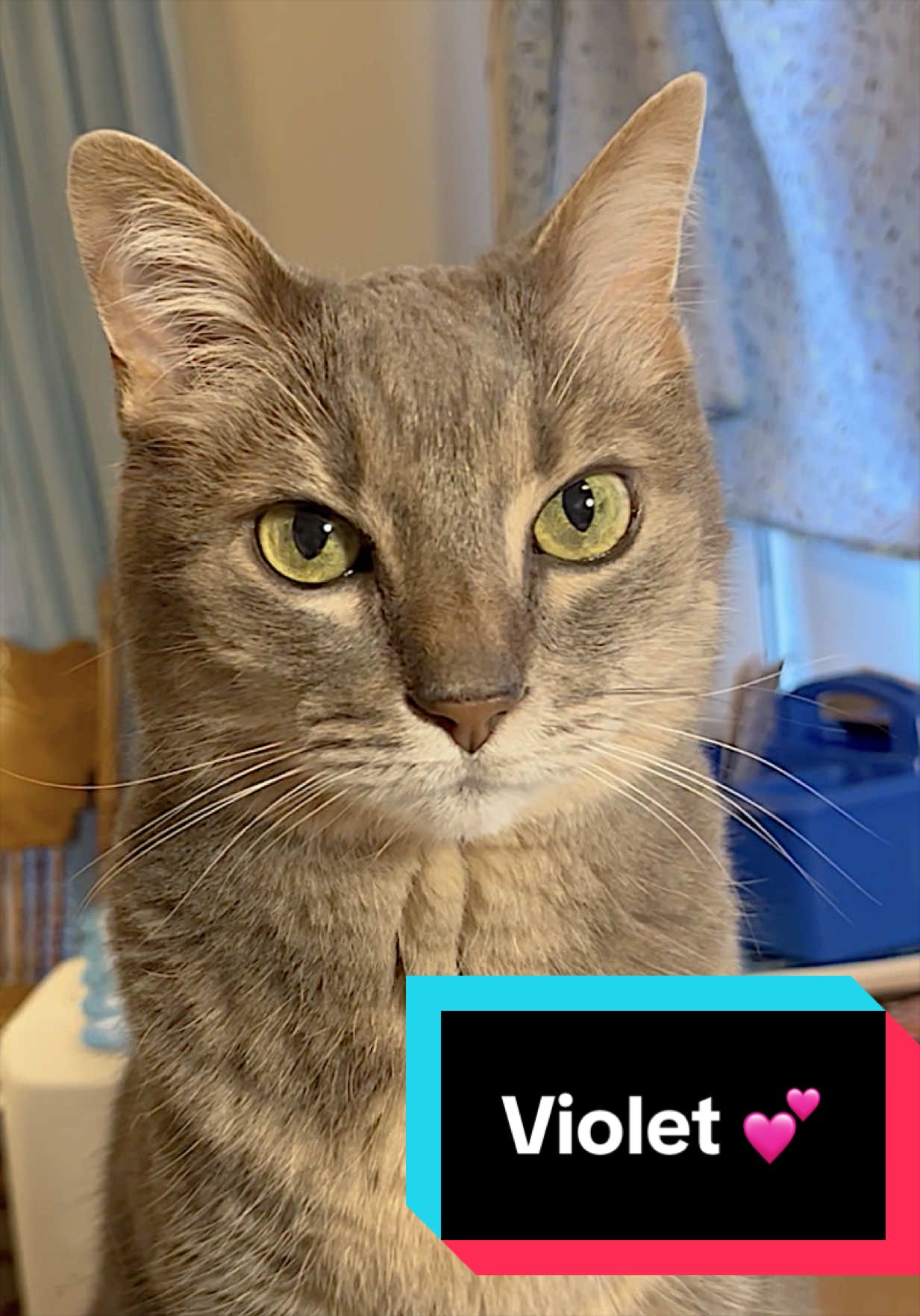 @Joyful Pets