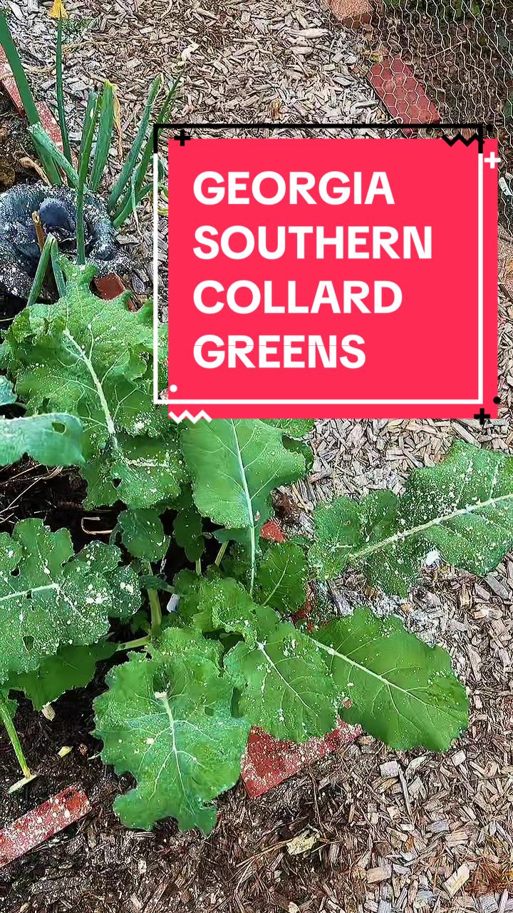 @greengirlgardens