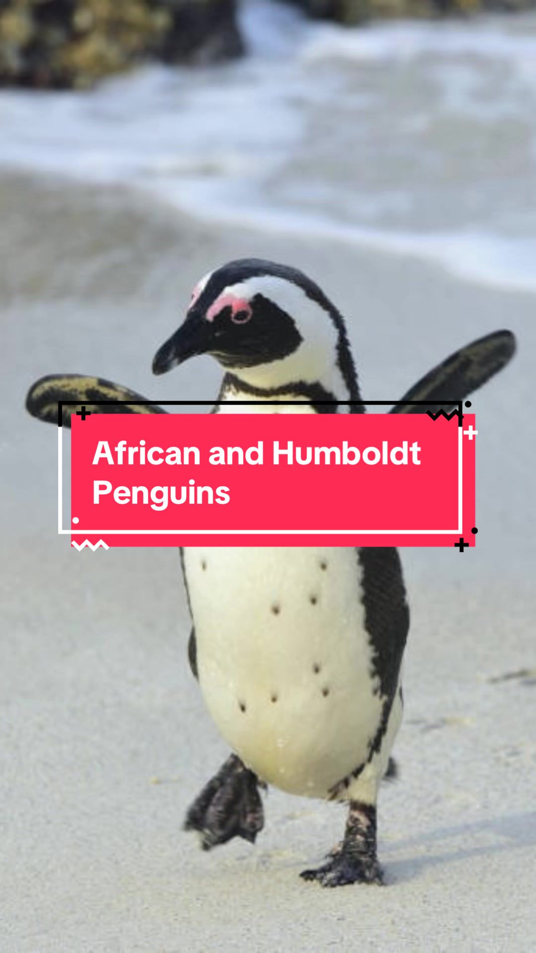 @daily dose of animals 🐾🦁🐬🦎