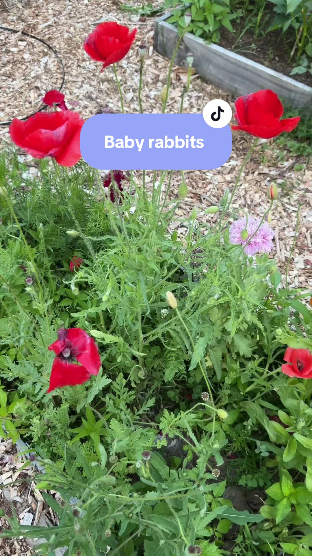 @Manica | zone 6a gardener
